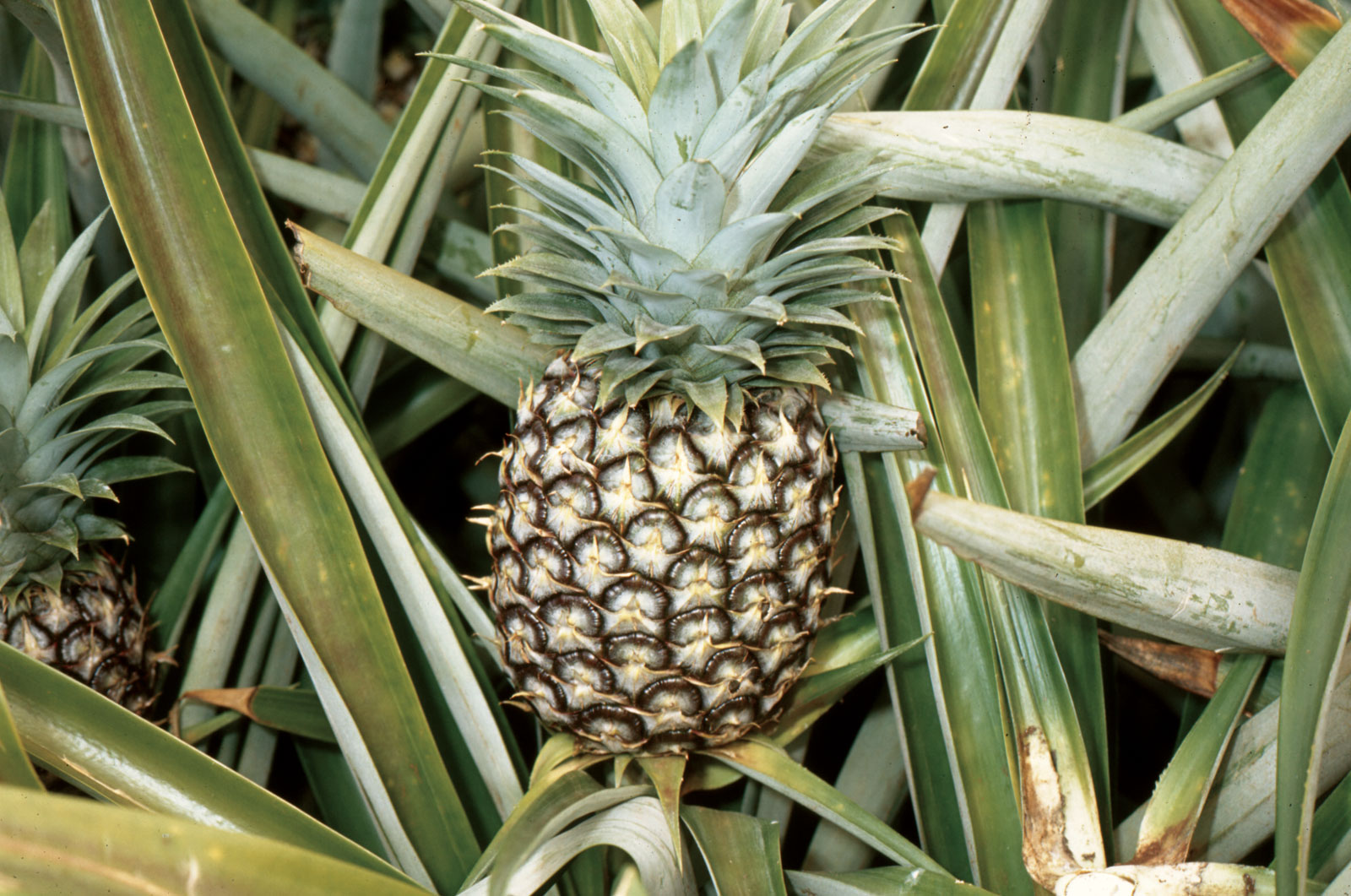 Organic Pineapples MIO